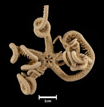Media type: image;   Invertebrate Zoology OPH-4474 Description: Bottom up view of single ophiuroid specimen with a scale bar.;  Aspect: ventral